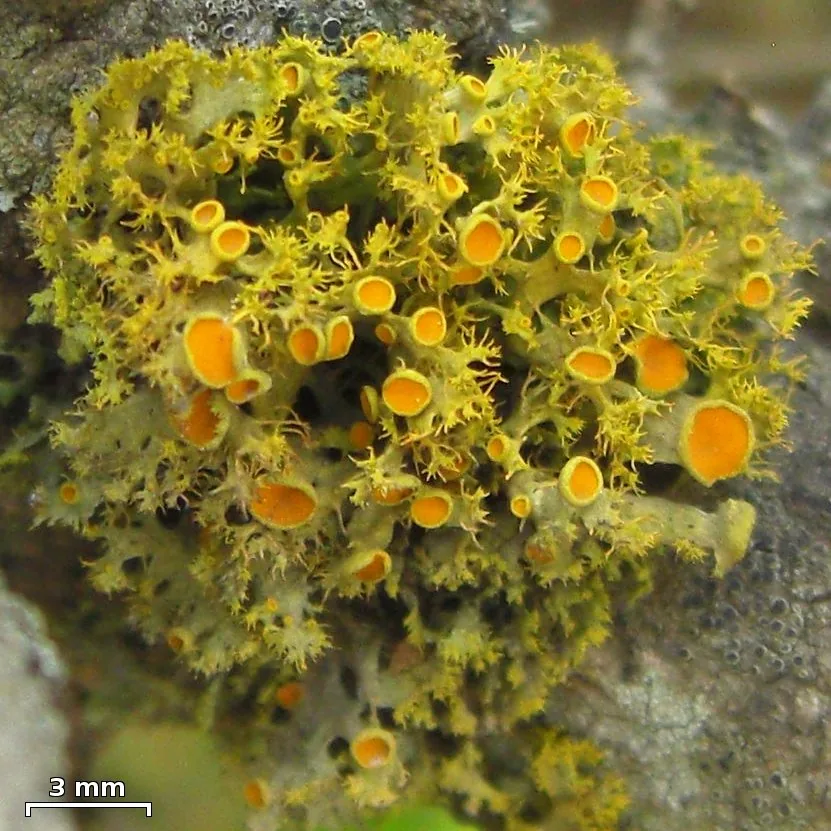 Niorma arabica (Niorma arabica) — photo mycologique