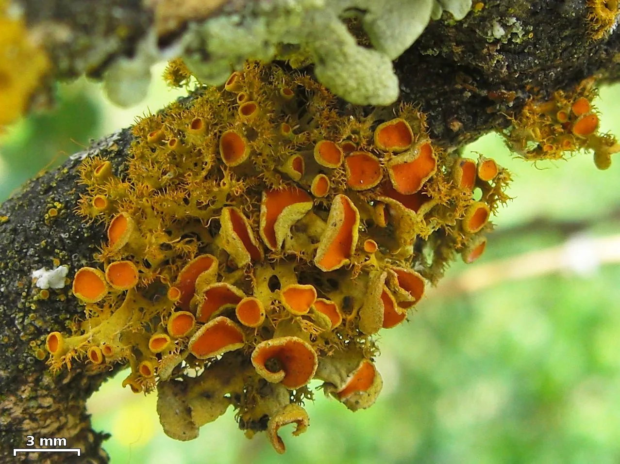 Niorma hosseusiana (Niorma hosseusiana) — photo mycologique