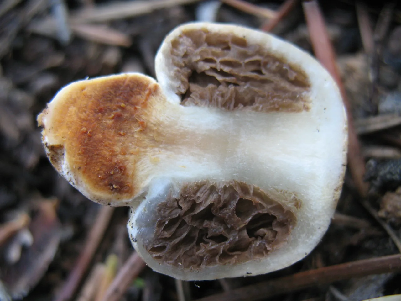 Nivatogastrium lignicola (Nivatogastrium lignicola) — photo mycologique