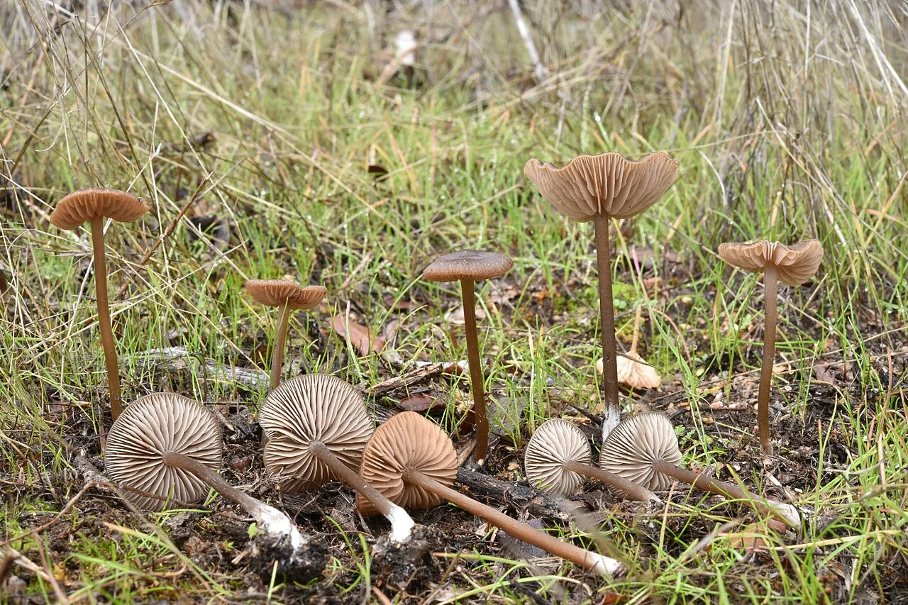 Nolanea radiata (Nolanea radiata) — photo mycologique