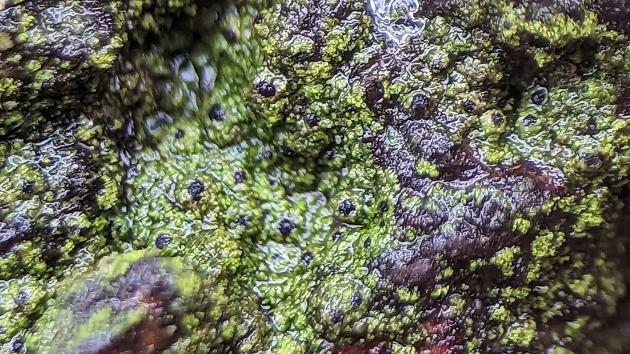 Normandina acroglypta (Normandina acroglypta) — photo mycologique