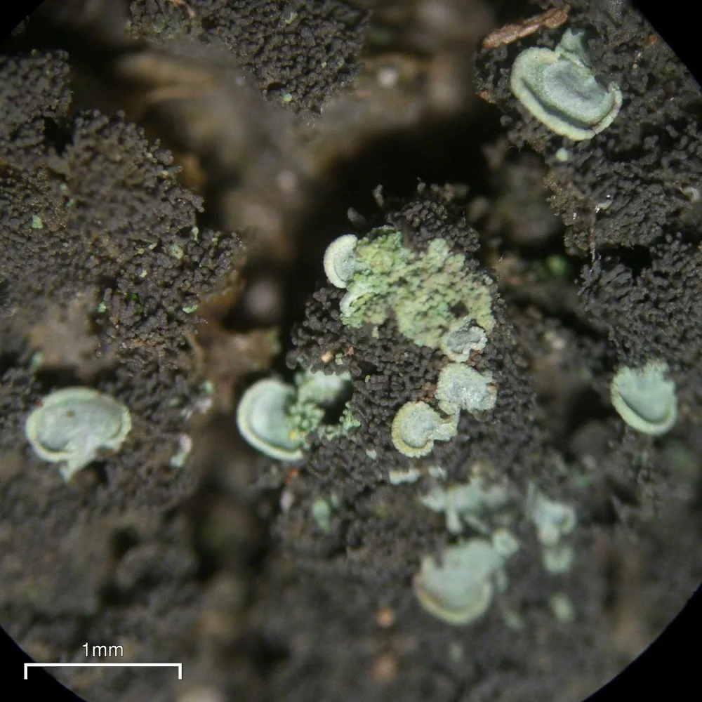 Normandina pulchella (Normandina pulchella) — photo mycologique