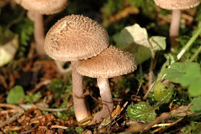Nothocybe distincta (Nothocybe distincta) — photo mycologique