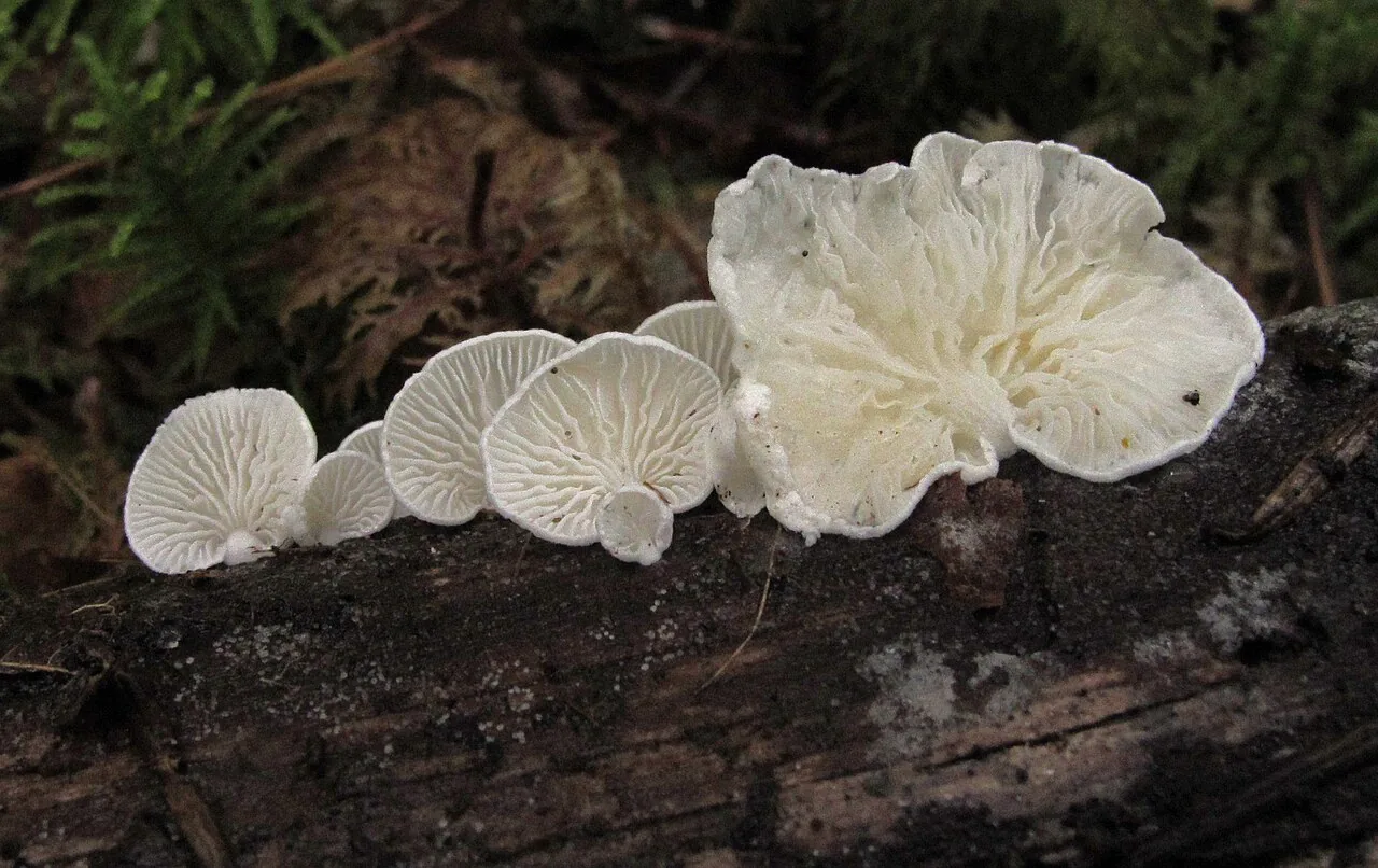 Nothopanus eugrammus (Nothopanus eugrammus) — photo mycologique