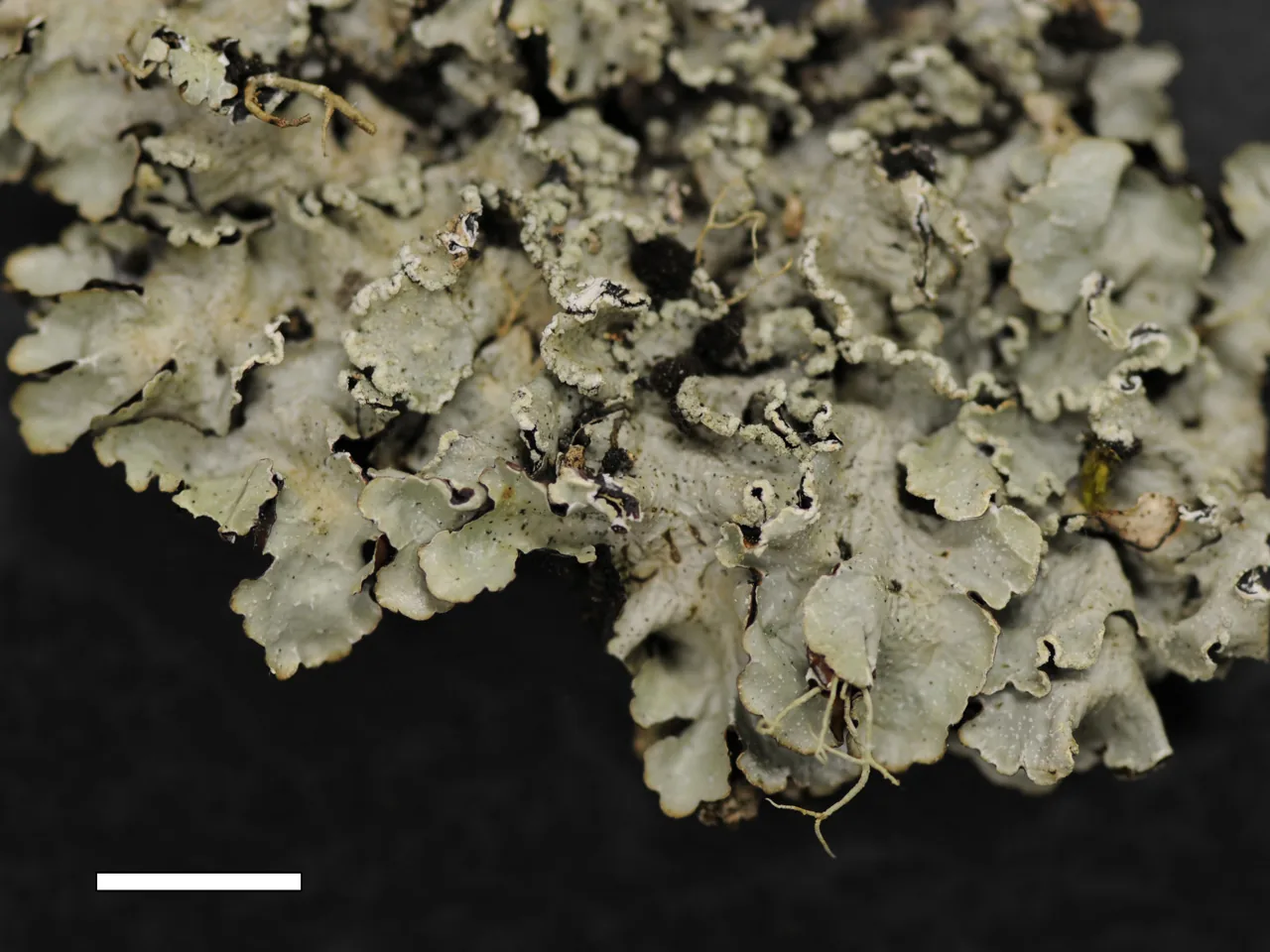 Notoparmelia protosulcata (Notoparmelia protosulcata) — photo mycologique