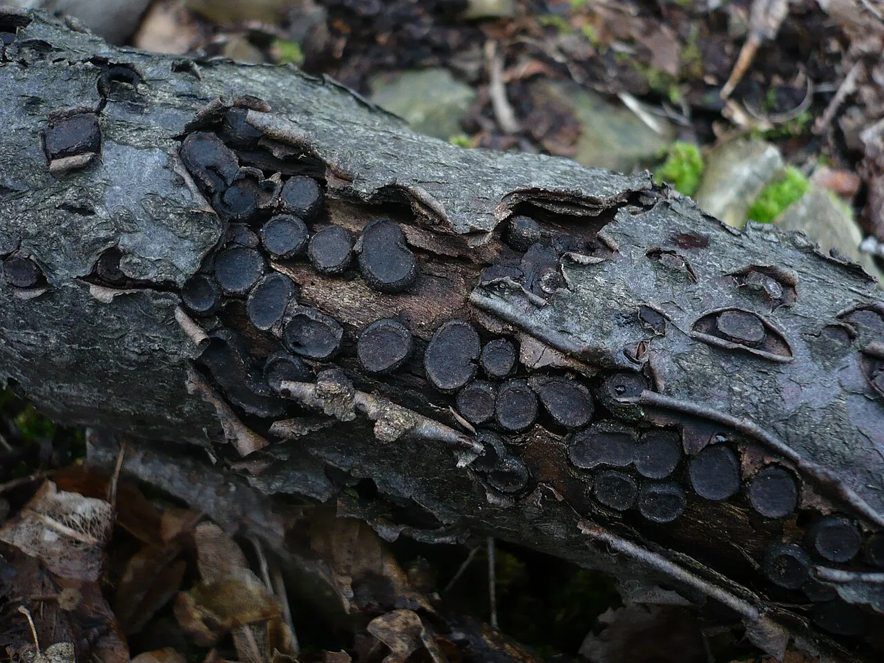 Nummularia dispersa (Nummularia dispersa) — photo mycologique