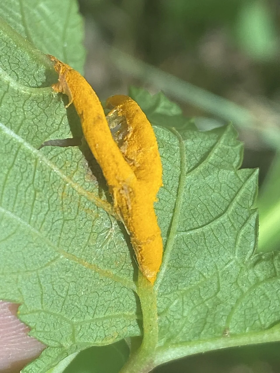 Nyssopsora asiatica (Nyssopsora asiatica) — photo mycologique