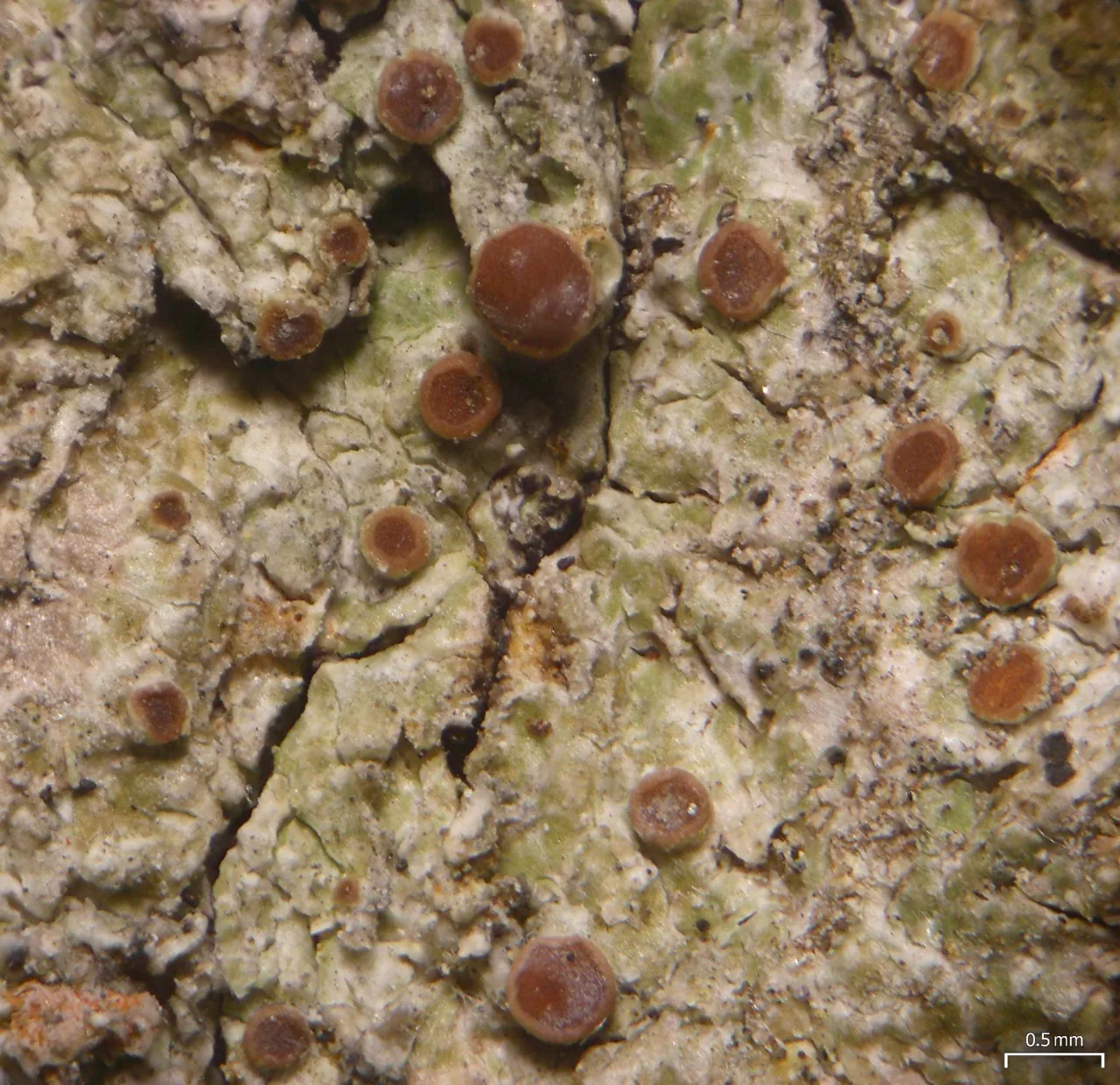 Obscuroplaca tortuca (Obscuroplaca tortuca) — photo mycologique