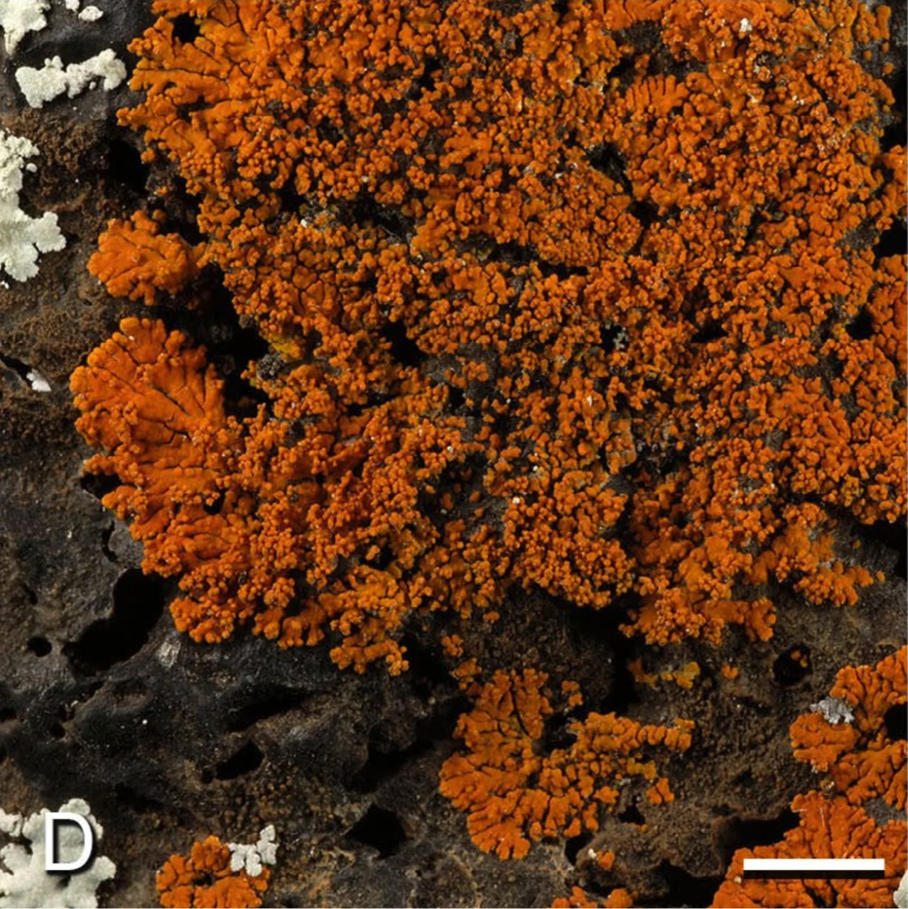 Oceanoplaca isidiosa (Oceanoplaca isidiosa) — photo mycologique