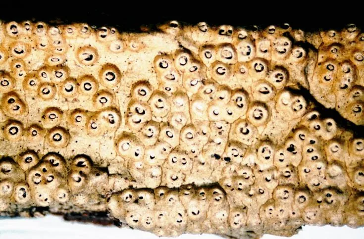 Ocellularia cryptica (Ocellularia cryptica) — photo mycologique