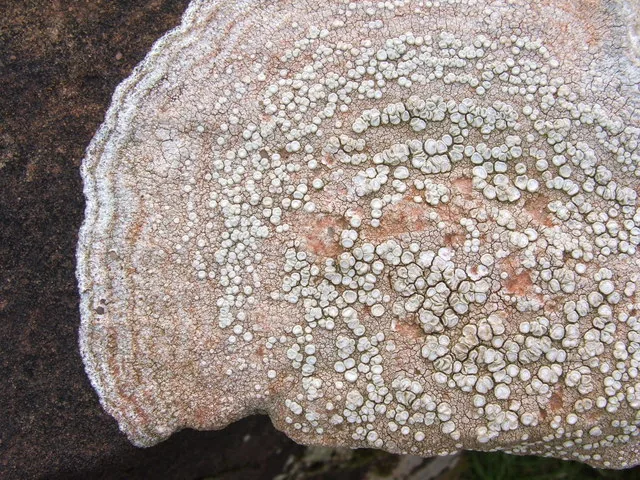 Ochrolechia parella (Ochrolechia parella) — photo mycologique