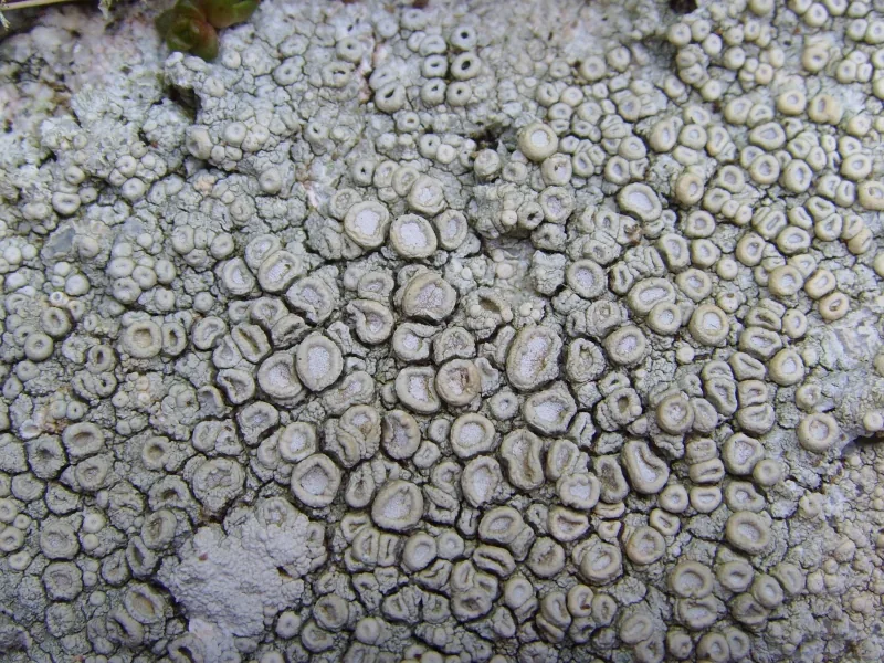 Ochrolechia subathallina (Ochrolechia subathallina) — photo mycologique