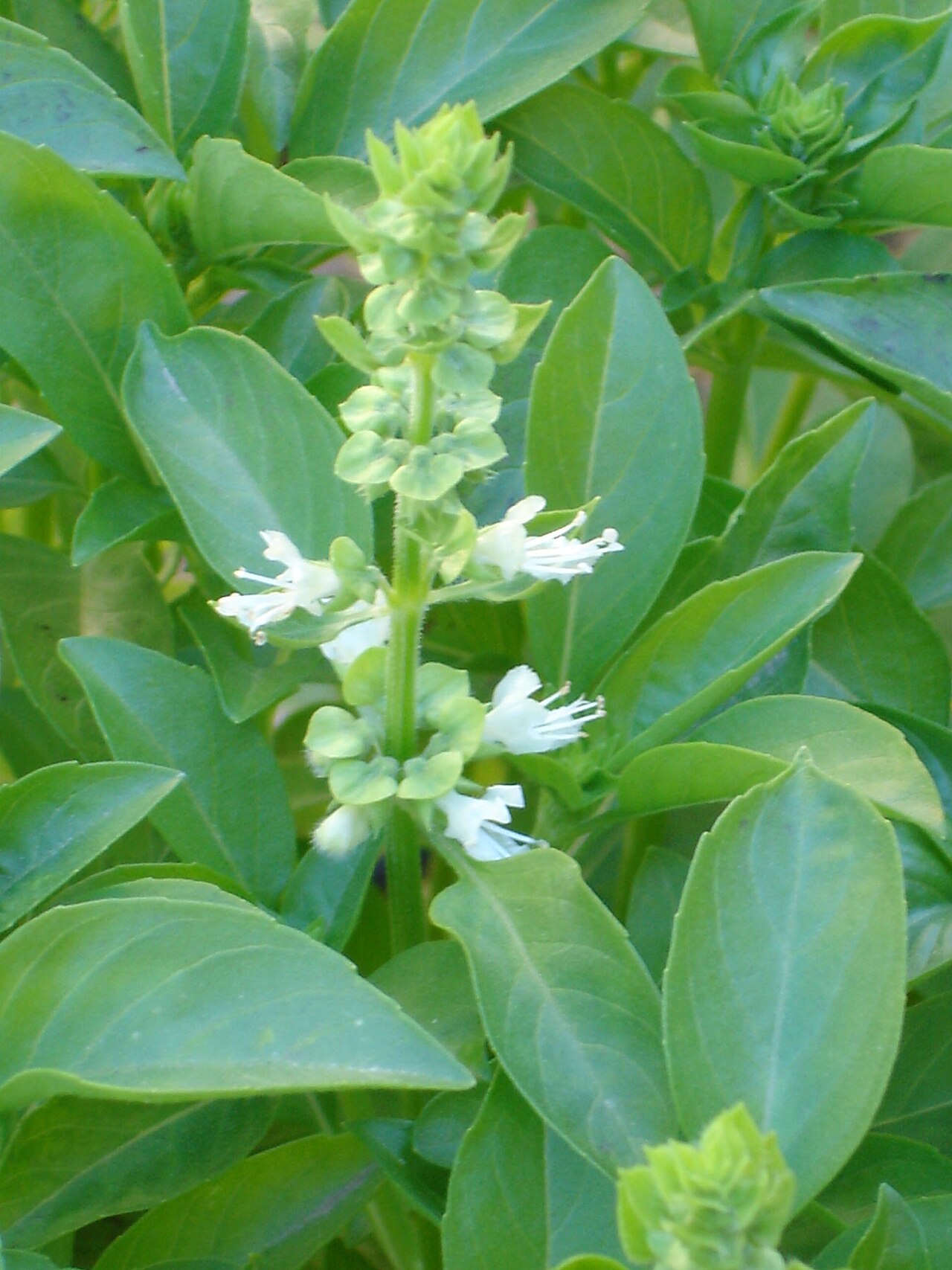 Basilic (Ocimum) — photo botanique