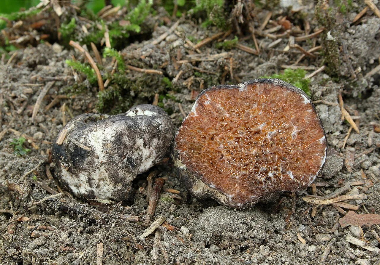 Octaviania plena (Octaviania plena) — photo mycologique