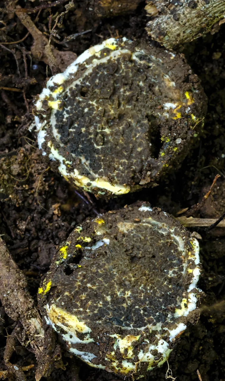 Octaviania tasmanica (Octaviania tasmanica) — photo mycologique