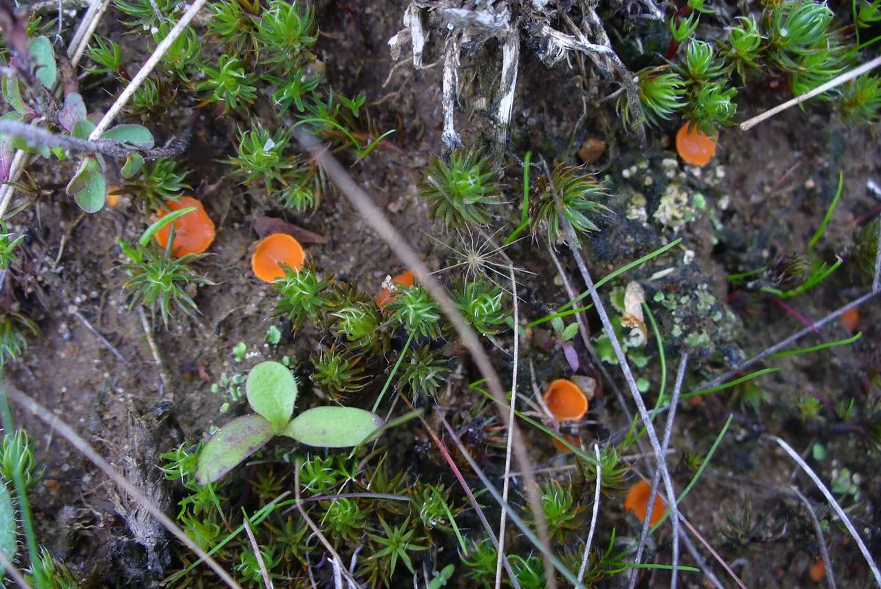 Octospora limbata (Octospora limbata) — photo mycologique
