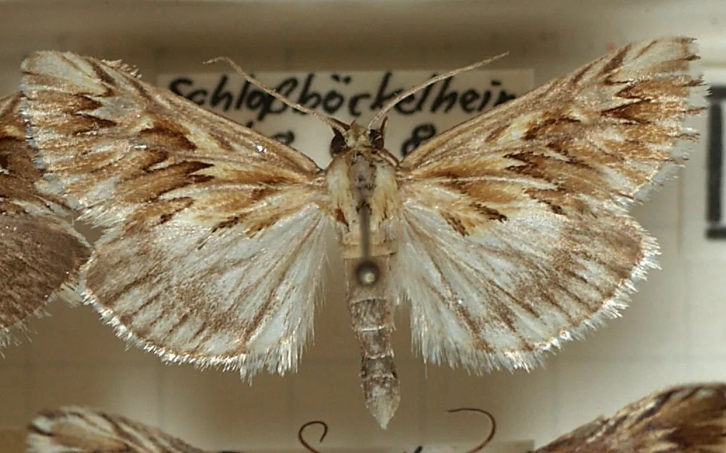 Odontia secernibilis (Odontia secernibilis) — photo mycologique