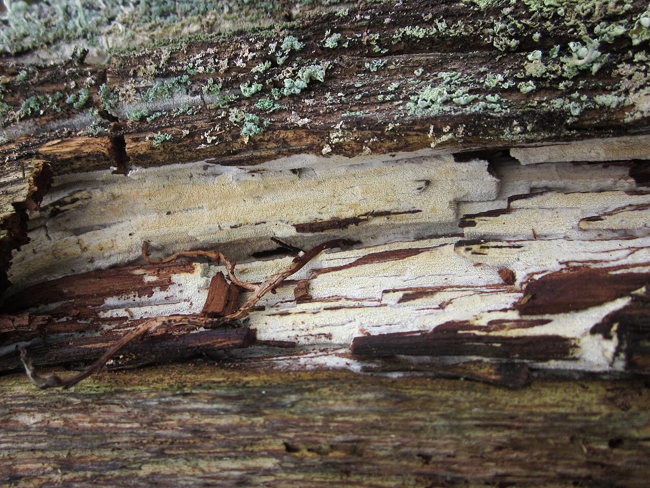 Odonticium laxum (Odonticium laxum) — photo mycologique