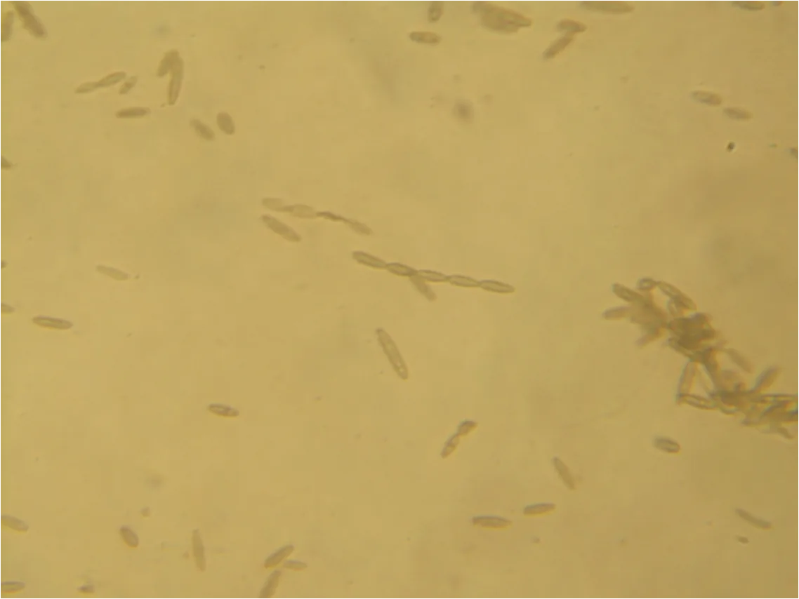 Oidium arachidis (Oidium arachidis) — photo mycologique