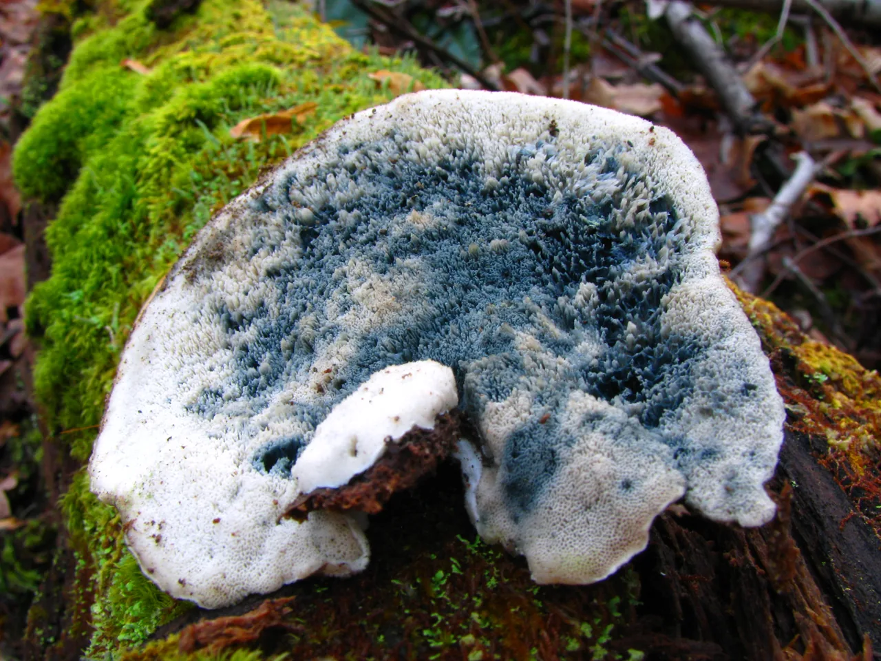 Oligoporus pelliculosus (Oligoporus pelliculosus) — photo mycologique