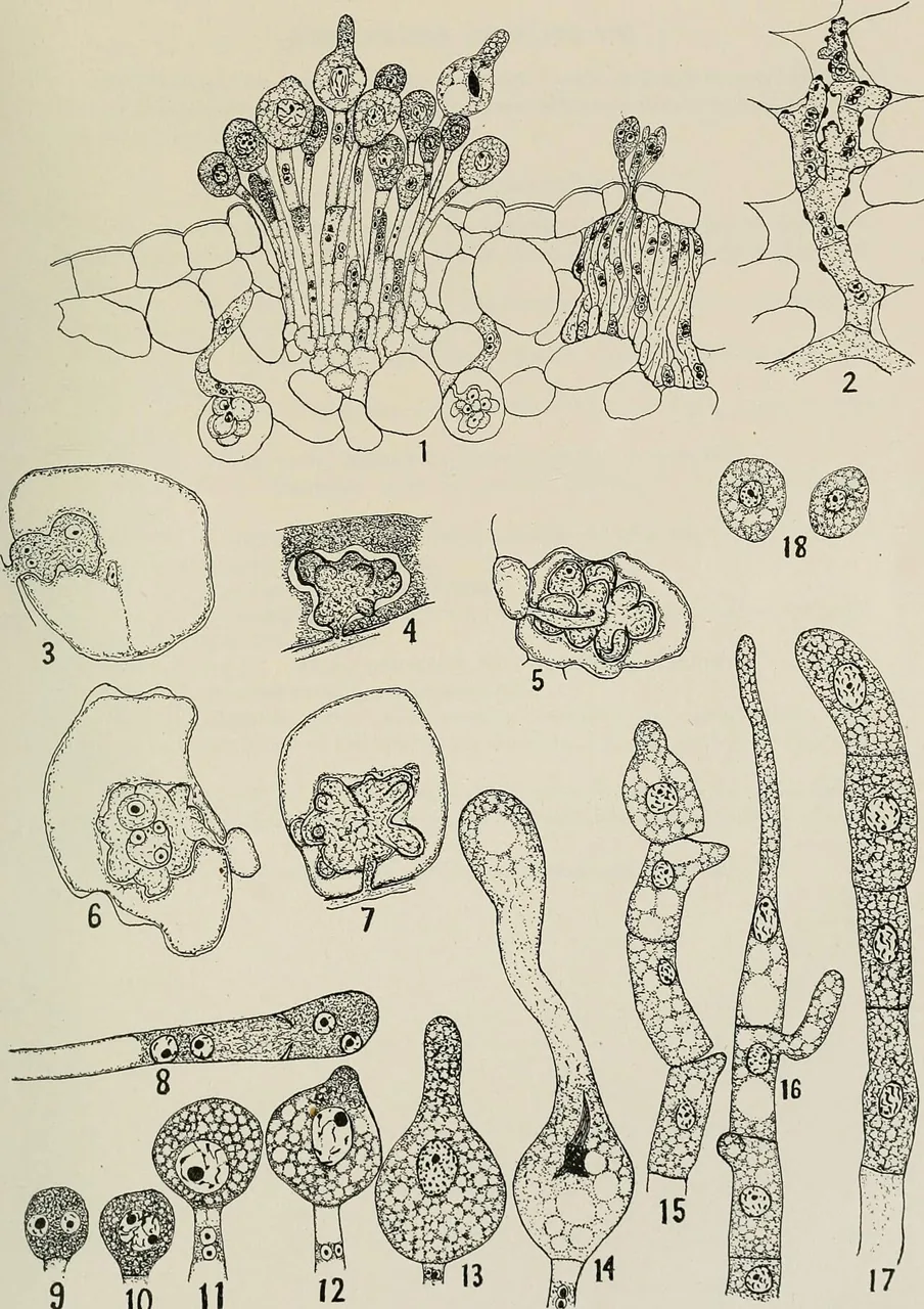 Olivea capituliformis (Olivea capituliformis) — photo mycologique