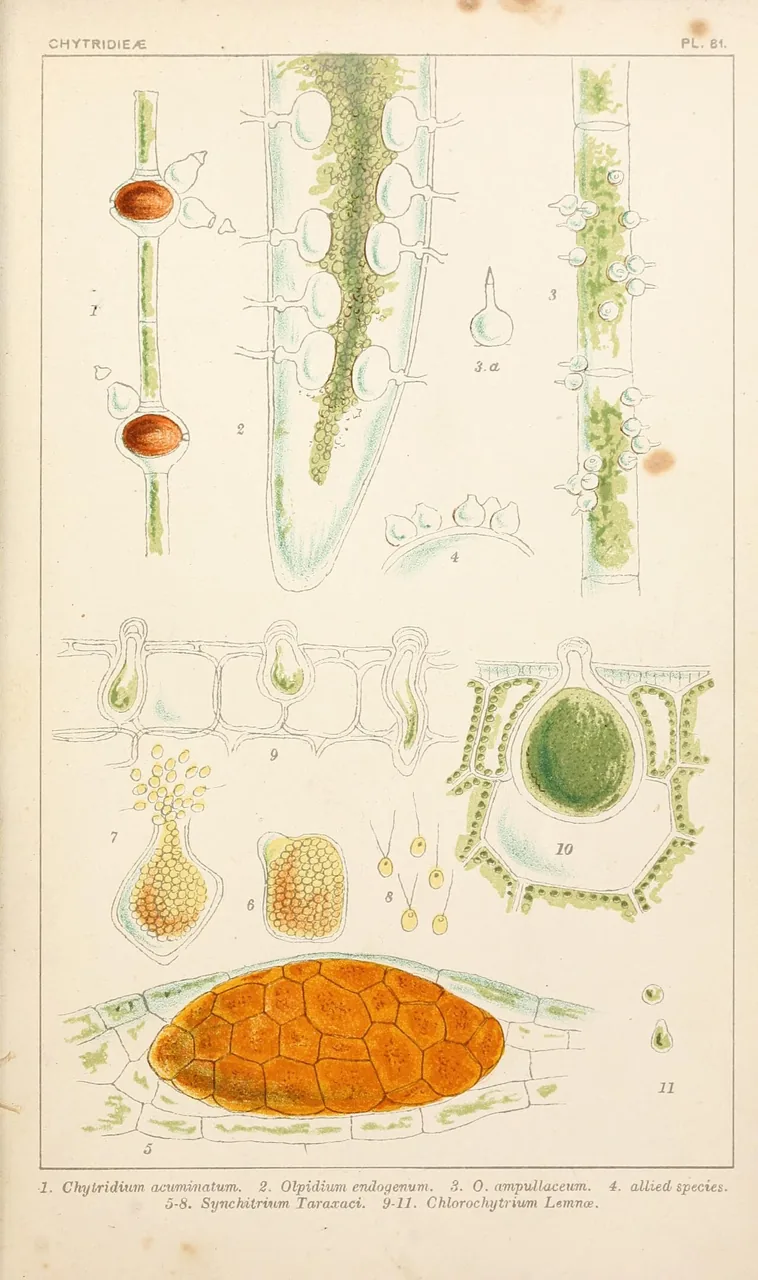 Olpidium pendulum (Olpidium pendulum) — photo mycologique