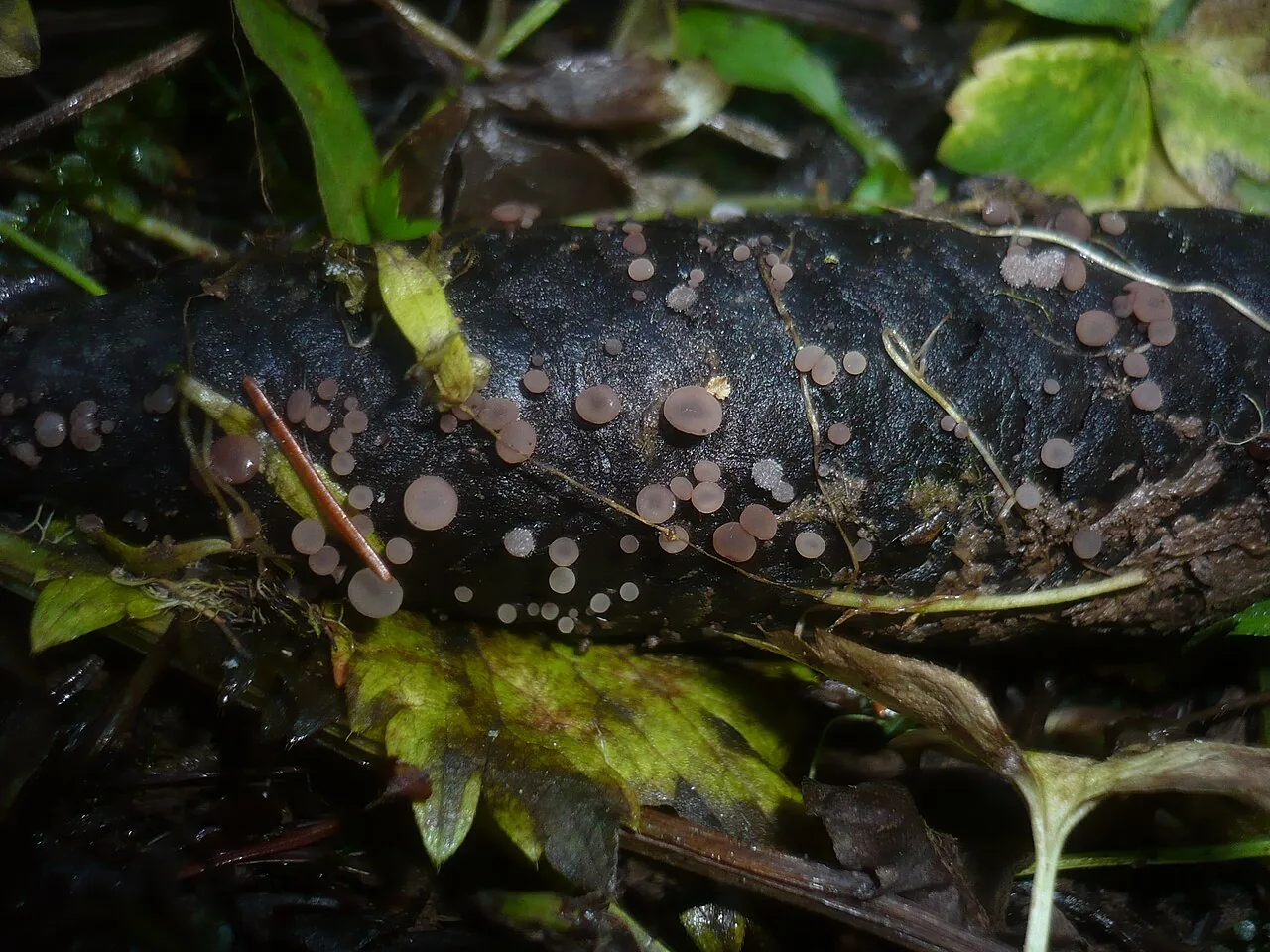 Ombrophila exidia (Ombrophila exidia) — photo mycologique
