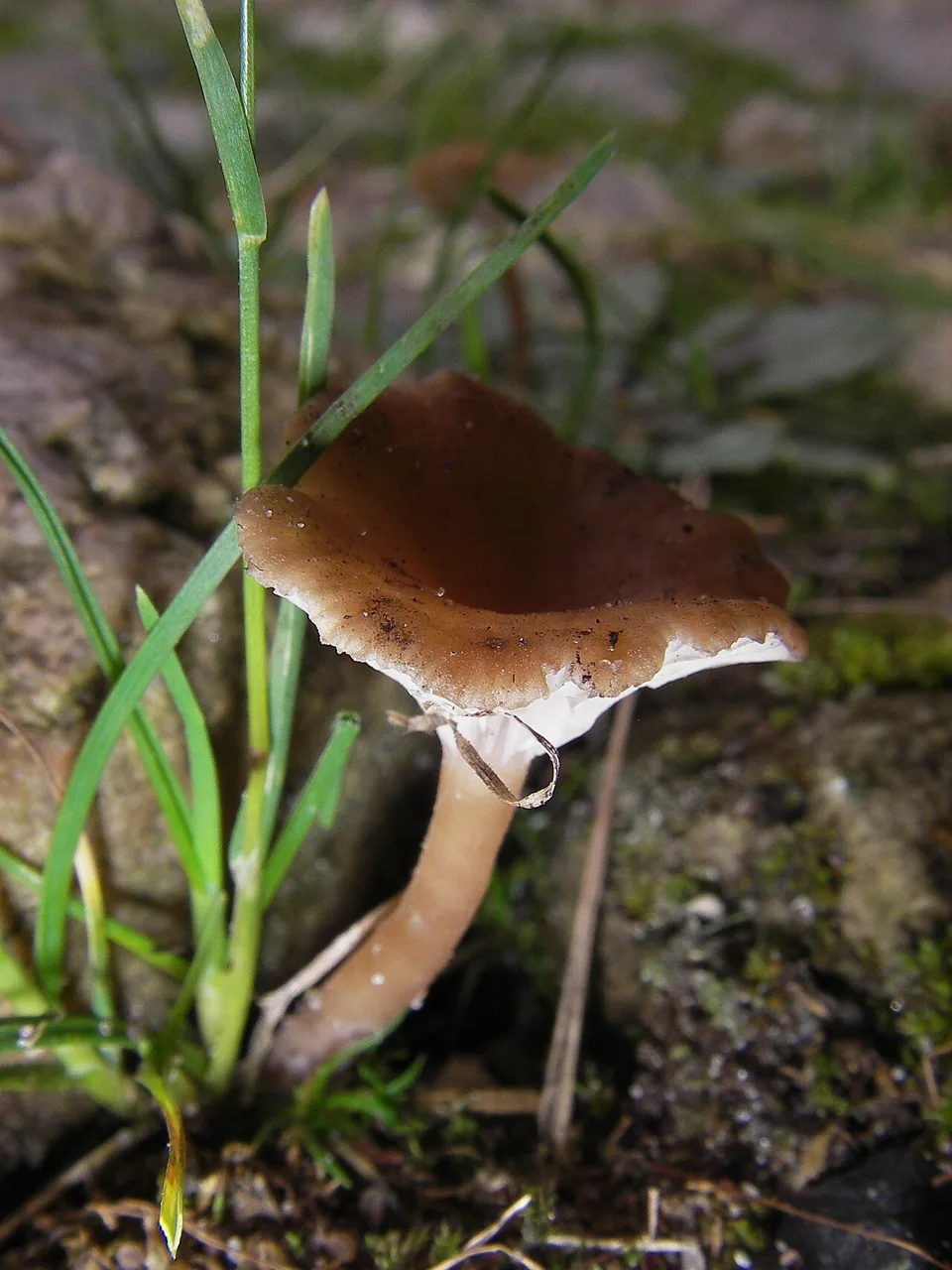 Omphalia gracillima (Omphalia gracillima) — photo mycologique