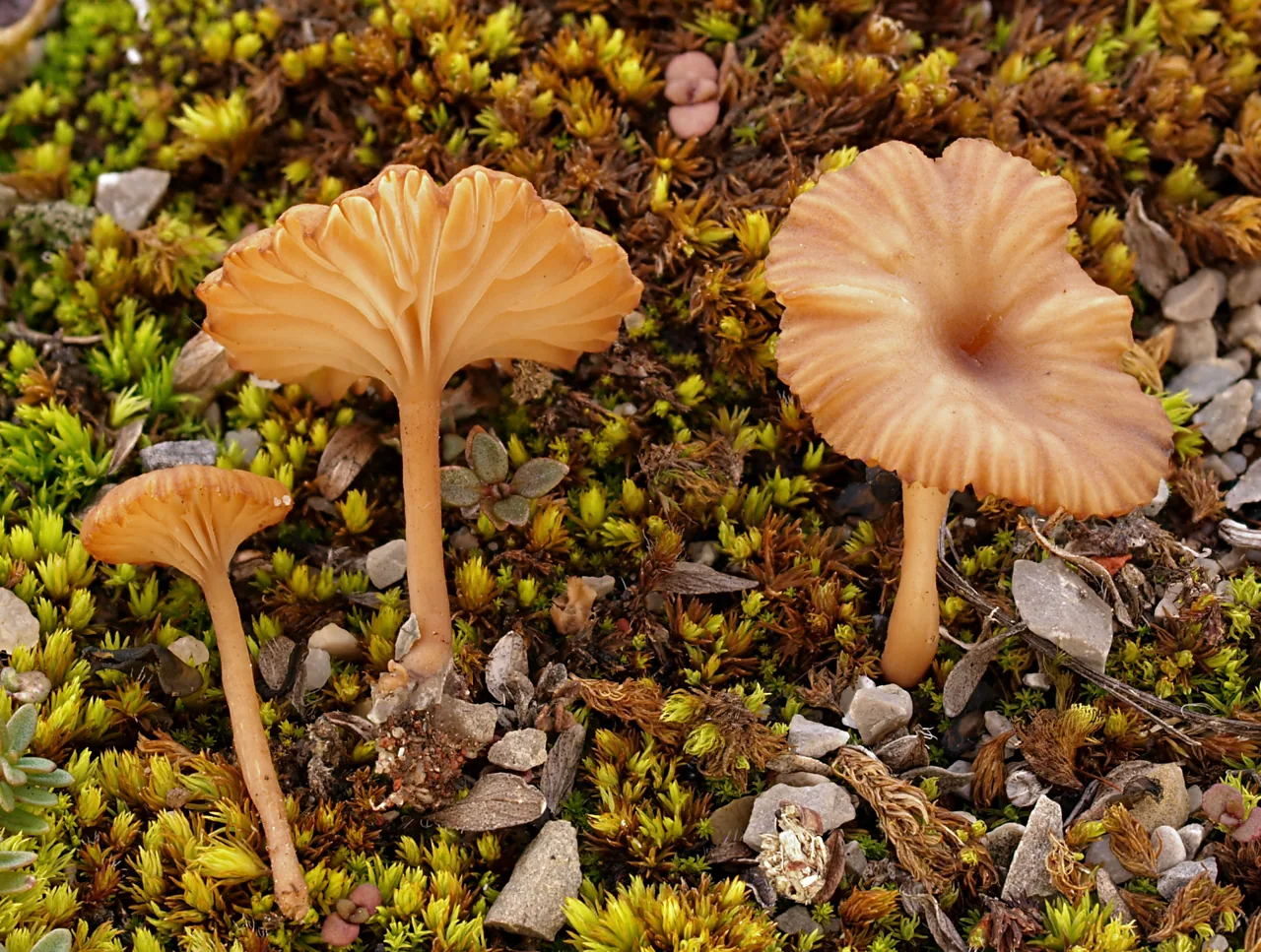 Omphalia pigmentata (Omphalia pigmentata) — photo mycologique