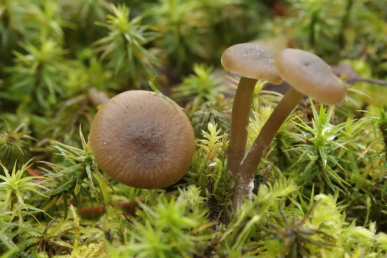 Omphaliaster borealis (Omphaliaster borealis) — photo mycologique