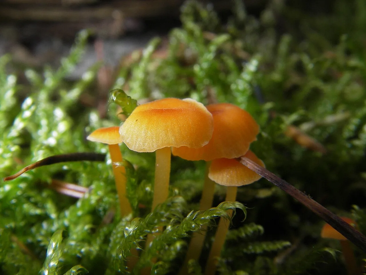 Omphalina bicolor (Omphalina bicolor) — photo mycologique