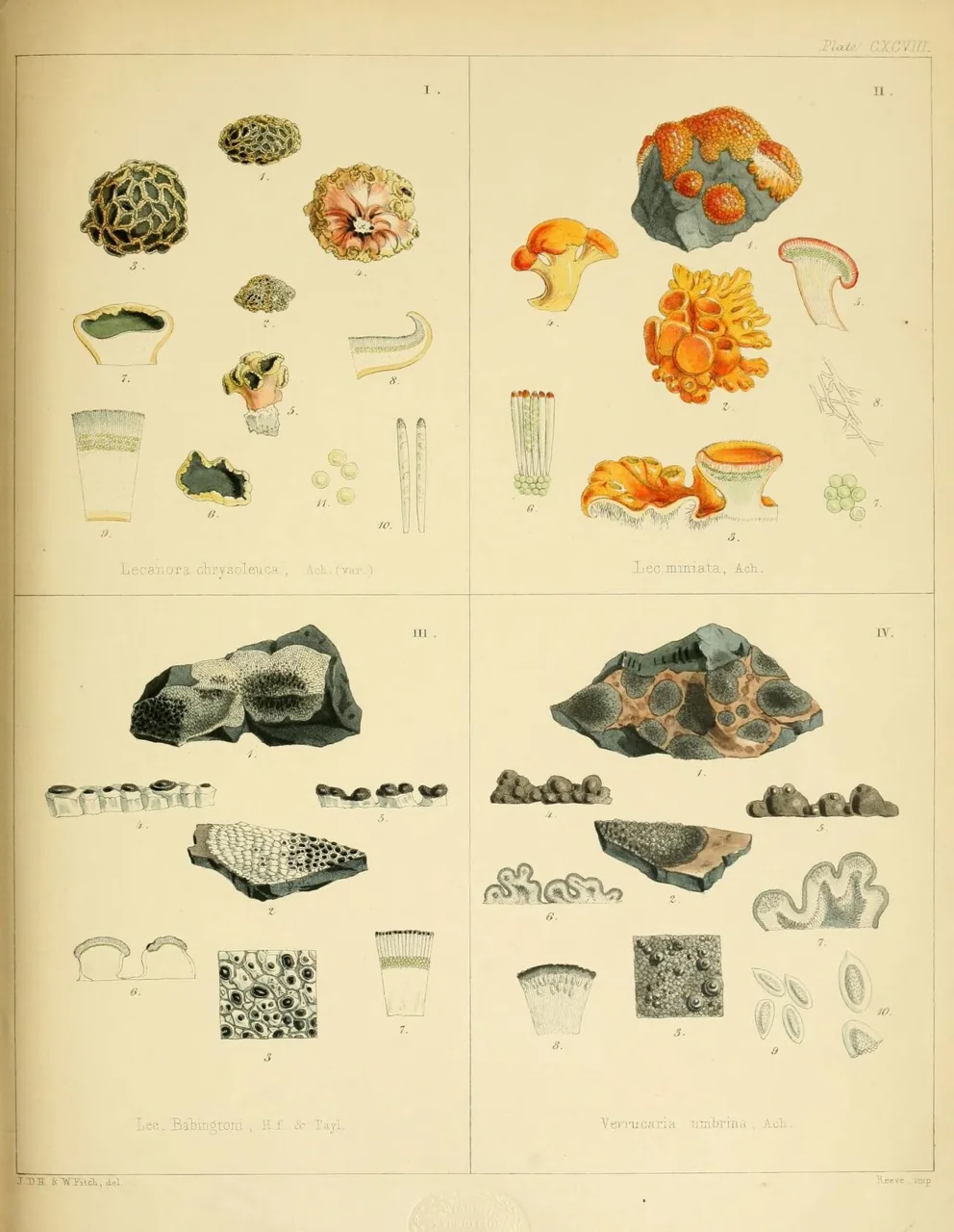 Omphalodina chrysoleuca (Omphalodina chrysoleuca) — photo mycologique