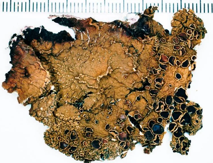Omphalora arizonica (Omphalora arizonica) — photo mycologique