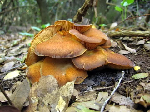 Omphalotus guepiniiformis (Omphalotus guepiniiformis) — photo mycologique