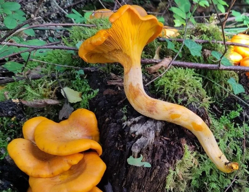Omphalotus illudens (Omphalotus illudens) — photo mycologique