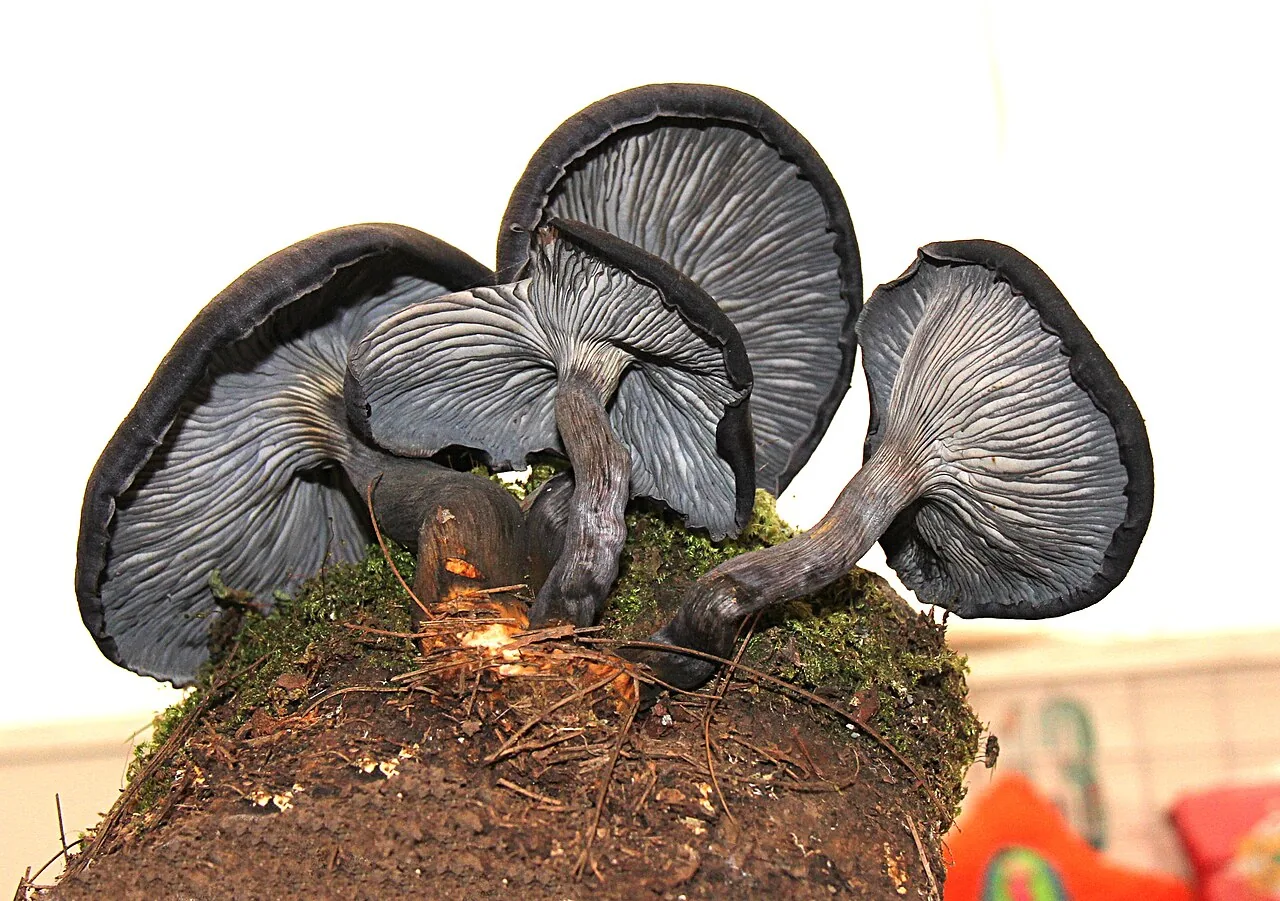 Omphalotus mexicanus (Omphalotus mexicanus) — photo mycologique