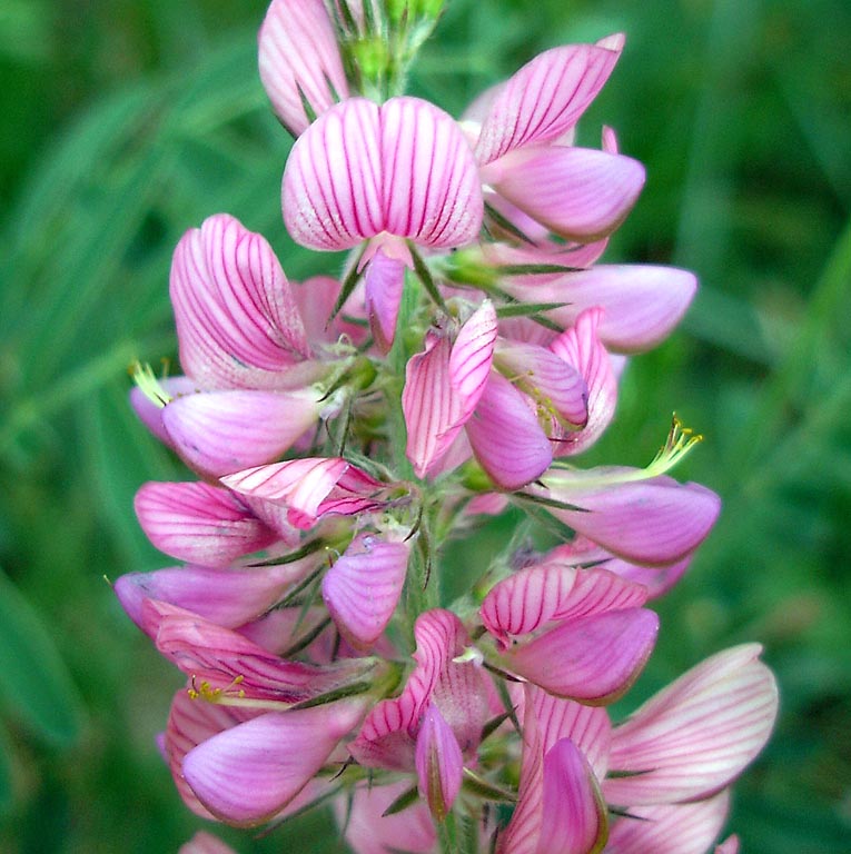 Sainfoin cultivé (Onobrychis) — photo botanique