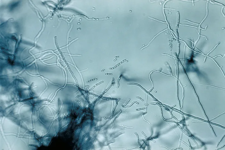 Oospora destructor (Oospora destructor) — photo mycologique