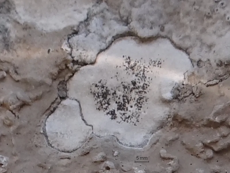 Opegrapha dolomitica (Opegrapha dolomitica) — photo mycologique