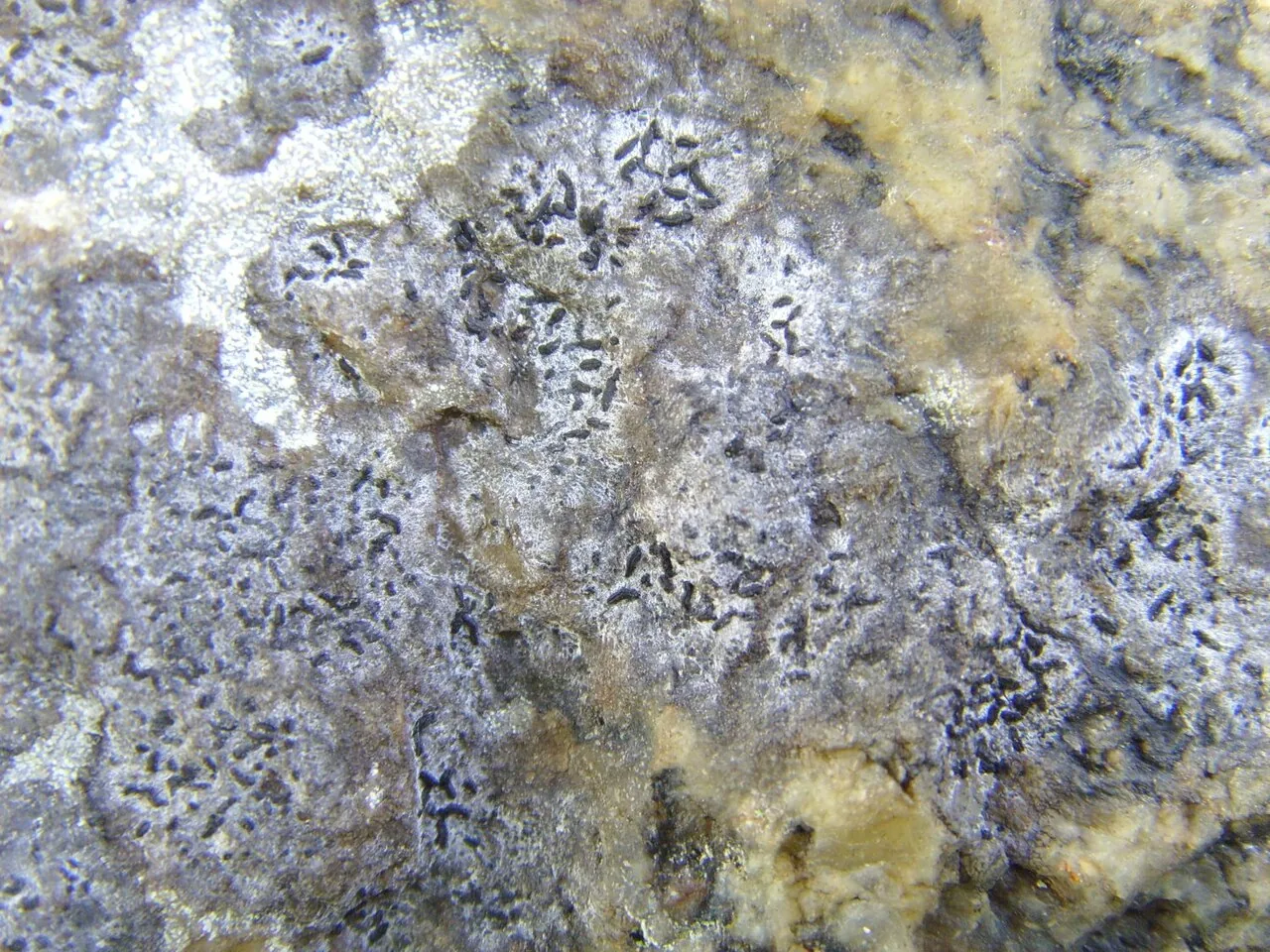 Opegrapha parasitica (Opegrapha parasitica) — photo mycologique