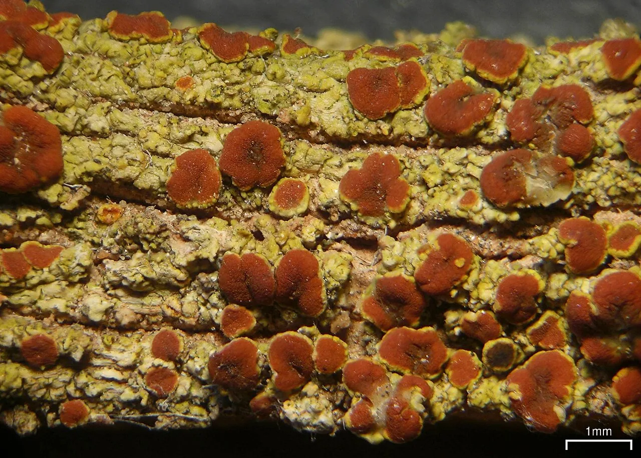 Opeltia flavorubescens (Opeltia flavorubescens) — photo mycologique