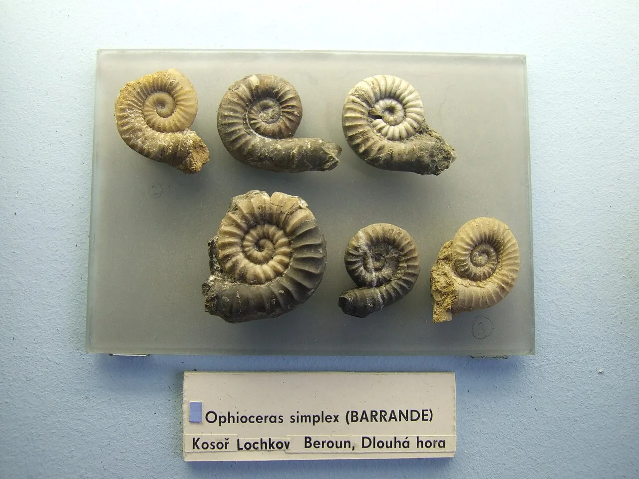 Ophioceras tenuisporum (Ophioceras tenuisporum) — photo mycologique