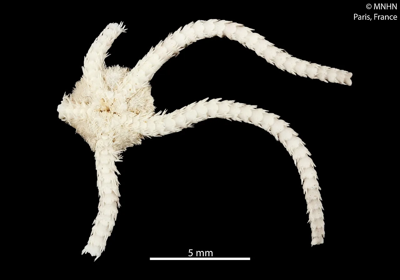 Ophiochaeta cereicola (Ophiochaeta cereicola) — photo mycologique