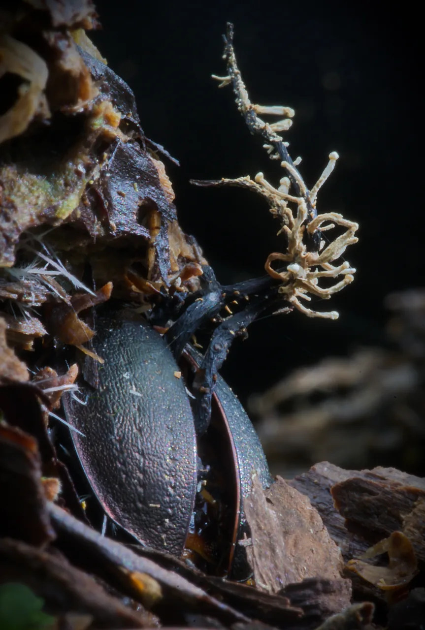 Ophiocordyceps odontomachi (Ophiocordyceps odontomachi) — photo mycologique