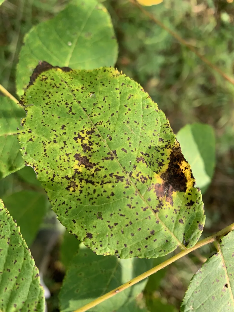 Ophiognomonia apiospora (Ophiognomonia apiospora) — photo mycologique