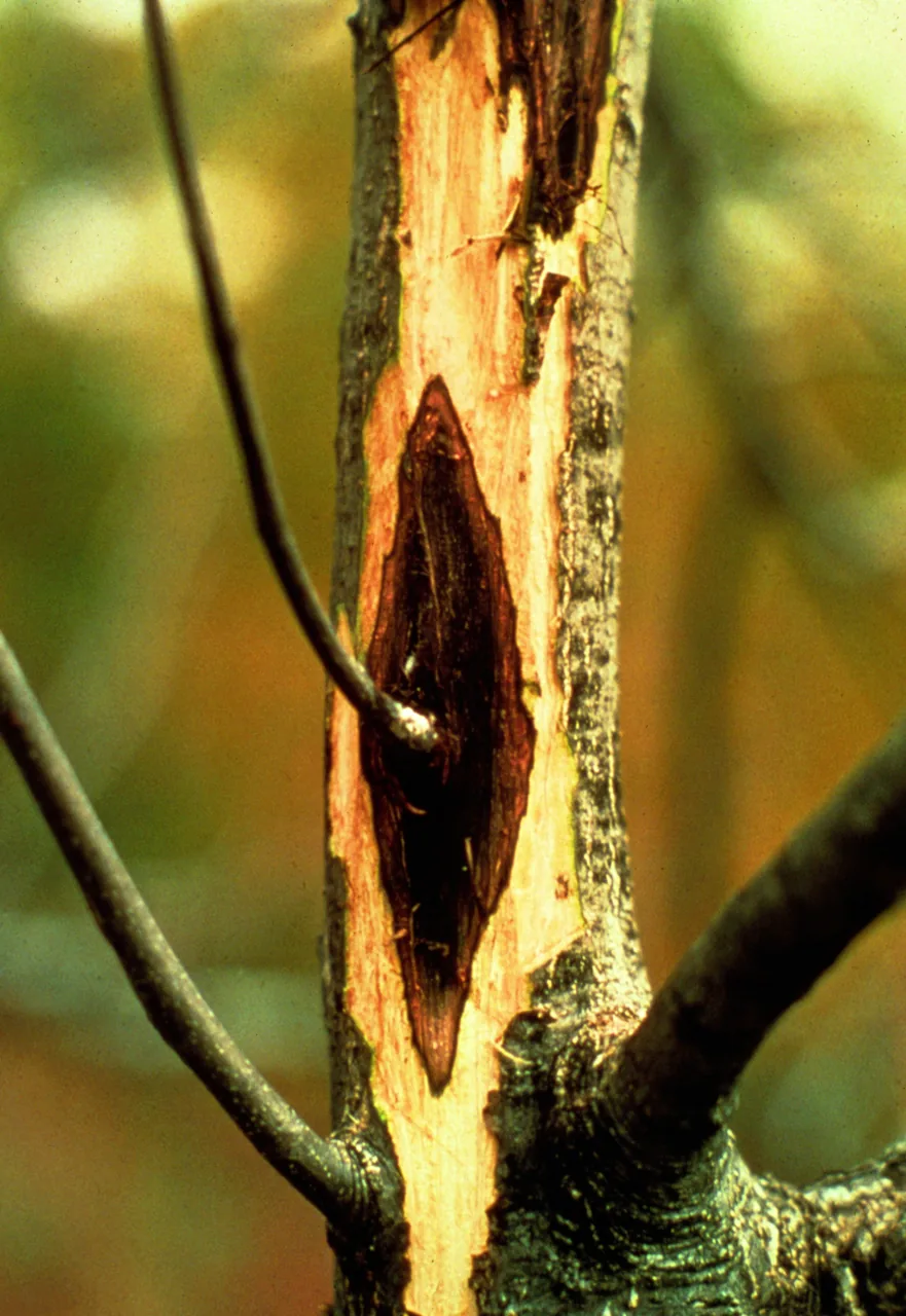 Ophiognomonia clavigignenti-juglandacearum (Ophiognomonia clavigignenti-juglandacearum) — photo mycologique
