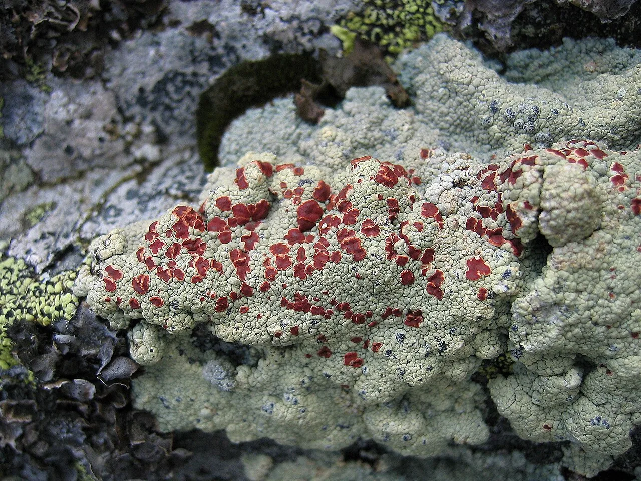 Ophioparma ventosa (Ophioparma ventosa) — photo mycologique