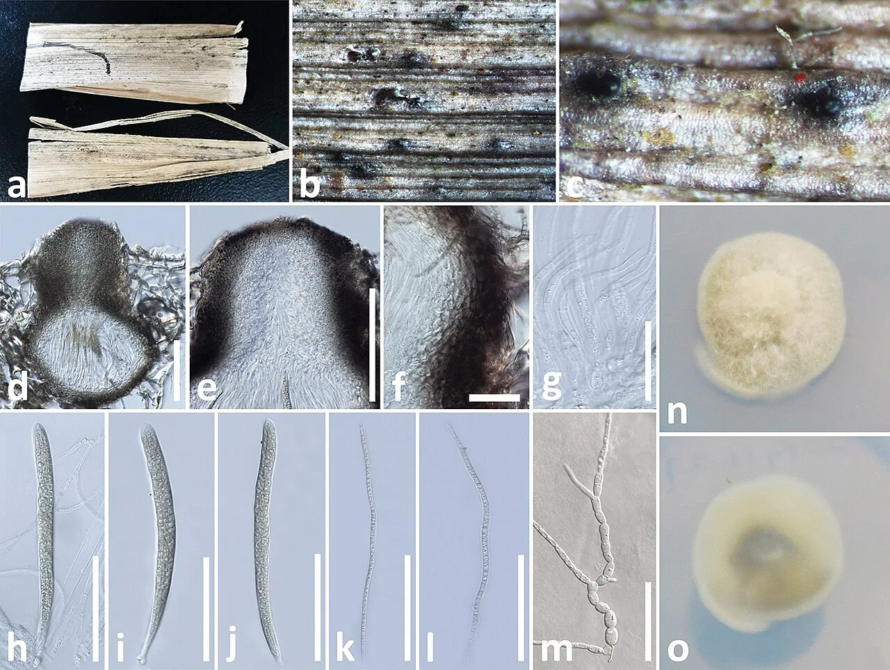 Ophiosphaerella agrostidis (Ophiosphaerella agrostidis) — photo mycologique