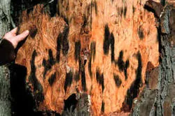 Ophiostoma trinacriforme (Ophiostoma trinacriforme) — photo mycologique