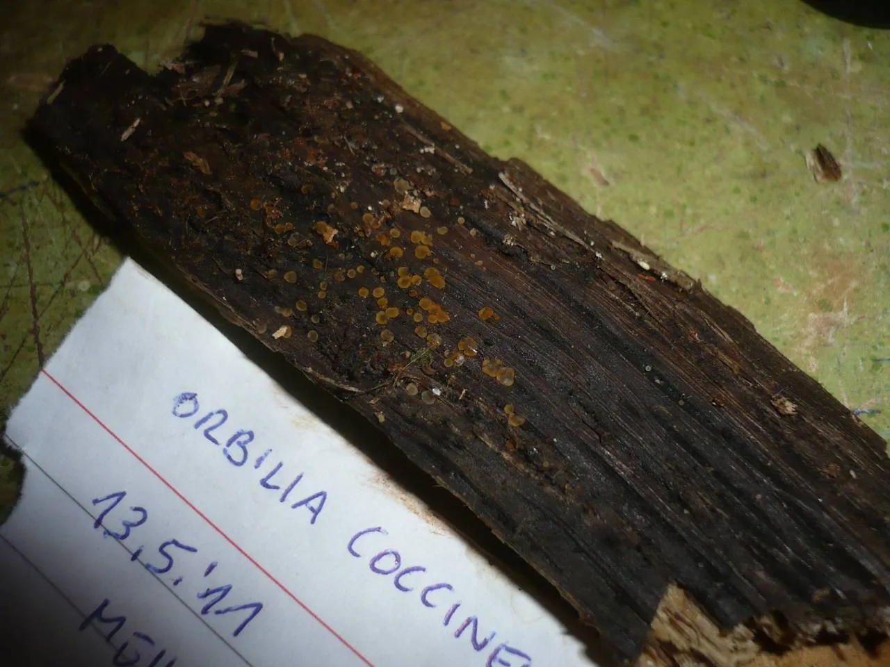 Orbilia coccinella (Orbilia coccinella) — photo mycologique